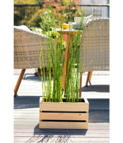 Japanischer Schachtelhalm -Garten Sinn Verkaufsgeschäft 8311532 WE MO 001 JapanischerSchachtelhalm