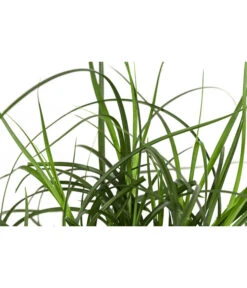 Westfälische Segge -Garten Sinn Verkaufsgeschäft 8316218 WE DE 001 CarexdivulsaSeggeT7