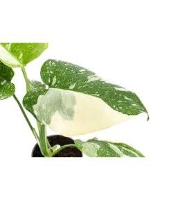 Fensterblatt - Monstera Deliciosa 'Thai Constellation', Panaschiert -Garten Sinn Verkaufsgeschäft 8402034 WE DE 001 MonsteraThaiConstellationT6