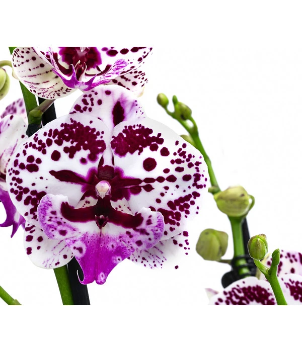 Schmetterlingsorchidee - Phalaenopsis Cultivars 'Signature Speechless Elegance' 2 Schmetterlingsorchidee - Phalaenopsis Cultivars 'Signature Speechless Elegance' – Bild 2