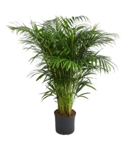 Goldfruchtpalme - Dypsis Lutescens, Hydrokultur