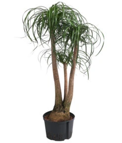 Elefantenfuß - Beaucarnea Recurvata, Hydrokultur