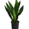 Bogenhanf - Sansevieria Trifasciata 'Jade', Hydrokultur