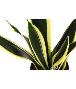 Garten Sinn Verkaufsgeschäft -Garten Sinn Verkaufsgeschäft 8416844 WE DE 001 SansevieriaTrifasciataSuperFlameTuffHydroT15 19BogenhanfDehnerExpressHerzig