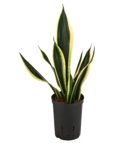 Bogenhanf - Sansevieria Trifasciata 'Super Flame', Hydrokultur