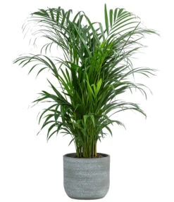 Goldfruchtpalme - Dypsis Lutescens, In Keramik, Ca. 90-100 Cm