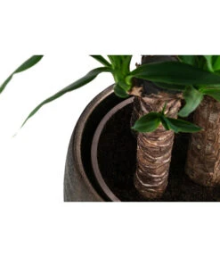 Yucca-Palme - Yucca Elephantipes, In Keramik -Garten Sinn Verkaufsgeschäft 8478745 WE DE 002 Yucca3erT21inKeramikMatheaGold