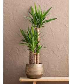 Yucca-Palme - Yucca Elephantipes, In Keramik -Garten Sinn Verkaufsgeschäft 8478745 WE MO 001 Yucca3erT21