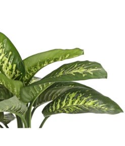 Dieffenbachie - Dieffenbachia Amoena 'Reeva' 3 Dieffenbachie - Dieffenbachia Amoena 'Reeva' -Garten Sinn Verkaufsgeschäft 8509937 WE DE 001 DieffenbachieDieffenbachiaAmoenaTropicSnowT24DehnerExpressHerzig