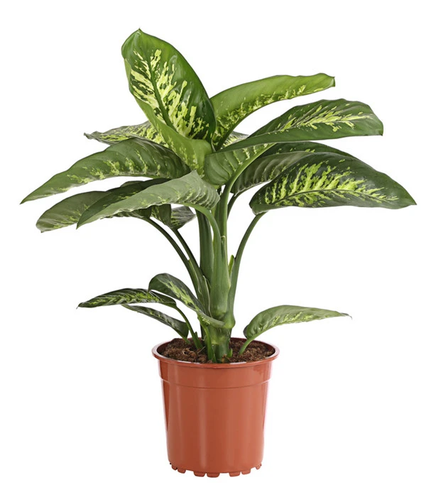 Dieffenbachie - Dieffenbachia Amoena 'Reeva' 1 Dieffenbachie - Dieffenbachia Amoena 'Reeva'