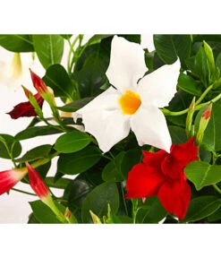 Dipladenien-Duo Im Blumenkasten -Garten Sinn Verkaufsgeschäft 8509986 PR DE 001 DipladeniaTwinKasten40DehnerExpressHerzig