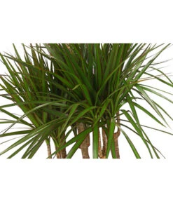 Drachenbaum - Dracaena Marginata, Karussell -Garten Sinn Verkaufsgeschäft 8510992 8272809 WE DE 001 DrachenbaumDracaenaMarginataKarusellT29T26DehnerExpressHerzig