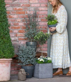 Gänseblümchen, Gefüllt -Garten Sinn Verkaufsgeschäft 8512238 WE MO 001 EukylaptusOlive 1