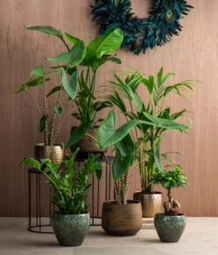Pfeilblatt - Alocasia Zebrina -Garten Sinn Verkaufsgeschäft 8516916 8622763 8560252 8630253 WE MO 002 HoweaForsterianaAlocasiaStrelitziaZamioculca