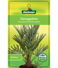 Blaue Zwergpalme -Garten Sinn Verkaufsgeschäft 8584401 Chamaeropshumiliscerifera 15112016 1