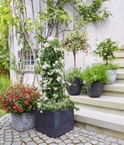 Jasminblütiger Nachtschatten, Stämmchen -Garten Sinn Verkaufsgeschäft 8586083 WE MO 001 DipladeniaFuchsie