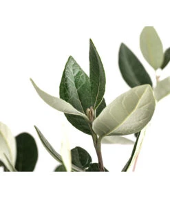 Brasilianische Guave -Garten Sinn Verkaufsgeschäft 8586158 WE DE 002 FeijoaSelowianaBuschT24BrasilianischeGuave