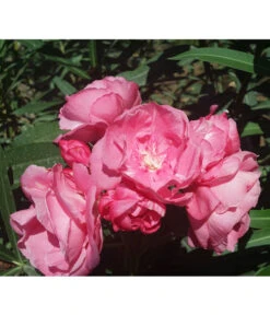 Oleander, Gefüllt -Garten Sinn Verkaufsgeschäft 8590358 BlueteGefuellterRosaValenciaPlant