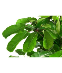 Queensland-Strahlenaralie - Schefflera Actinophylla 'Amate' -Garten Sinn Verkaufsgeschäft 8591257 WE DE 001 ScheffleraAmateTuffT30