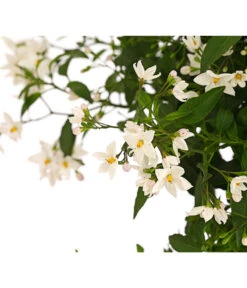 Jasminblütiger Nachtschatten, Stämmchen -Garten Sinn Verkaufsgeschäft 8591703 WE DE 001 SolamumJasminoidesStammT20DehnerExpressHerzig