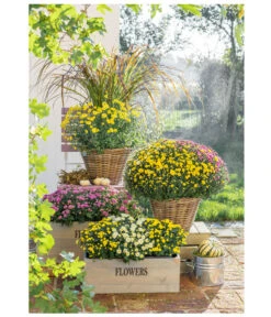 Herbst-Chrysantheme Mit Ziergras -Garten Sinn Verkaufsgeschäft 8593964 PR MO 001 Chrysanthemen Multiflora 8594269 ChrysanthemePennisetum 8603177 ChrysanthemeMultiflora KastenMono UweSauer