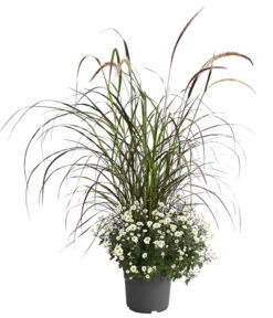 Herbst-Chrysantheme Mit Ziergras -Garten Sinn Verkaufsgeschäft 8594269 PR FS 003 ChrysanthemumMultifloraMitPennisetumRubrumT25OWDehnerExpressHerzig