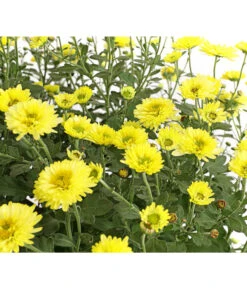 Herbst-Chrysantheme Mit Ziergras -Garten Sinn Verkaufsgeschäft 8594269 WE DE 001 ChrysanthemumMultifloraMitPennisetumRubrum25DehnerExpressHerzig