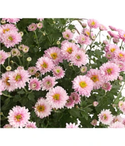 Herbst-Chrysantheme Mit Ziergras -Garten Sinn Verkaufsgeschäft 8594269 WE DE 002 ChrysanthemumMultifloraMitPennisetumRubrum25DehnerExpressHerzig