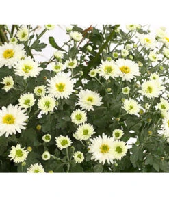 Herbst-Chrysantheme Mit Ziergras -Garten Sinn Verkaufsgeschäft 8594269 WE DE 003 ChrysanthemumMultifloraMitPennisetumRubrum25DehnerExpressHerzig