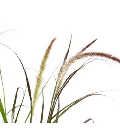 Herbst-Chrysantheme Mit Ziergras -Garten Sinn Verkaufsgeschäft 8594269 WE DE 004 ChrysanthemumMultifloraMitPennisetumRubrum25DehnerExpressHerzig