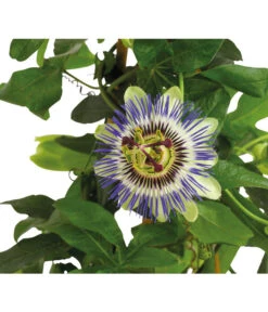Passionsblume, Pyramide -Garten Sinn Verkaufsgeschäft 8597122 PR DE 020 PassifloraPassionsblumeT19DehnerHerzig