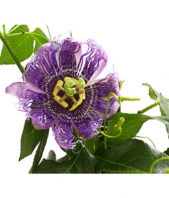 Passionsblume, Pyramide -Garten Sinn Verkaufsgeschäft 8597122 WE DE 001 PassifloraVerschiedeneSortenT19OWDehnerExpressHerzig