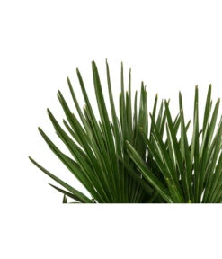 Hanfpalme, Multistamm -Garten Sinn Verkaufsgeschäft 8607855 WE DE 001 HanfpalmeTrachycarpusFortuneiT36