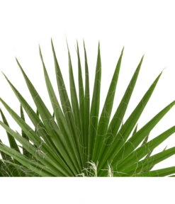 XXL Fächerpalme -Garten Sinn Verkaufsgeschäft 8608036 WE DE 004 WashingtoniaRobustaT30MexikanischeFaecherpalme