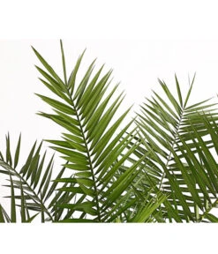 XXL Kanarische Dattelpalme, Ca. 140-160 Cm -Garten Sinn Verkaufsgeschäft 8608721 PR DE 001 PhoenixCanariensisT28DehnerExpressHerzig