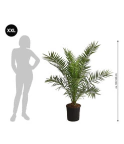 XXL Kanarische Dattelpalme, Ca. 140-160 Cm -Garten Sinn Verkaufsgeschäft 8608721 WE BG 001 XXLKanarischeDattelpalme140160cm