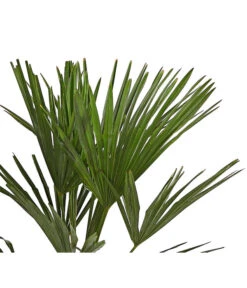 Hanfpalme -Garten Sinn Verkaufsgeschäft 8609059 WE DE 001 TrachycarpusFortuneiOWT20DehnerExpressHerzig