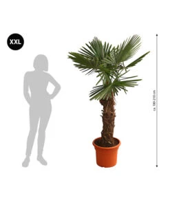 XXL Hanfpalme, Ca. 180-210 Cm -Garten Sinn Verkaufsgeschäft 8609158 WE BG 001 XXLHanfpalme180210cm