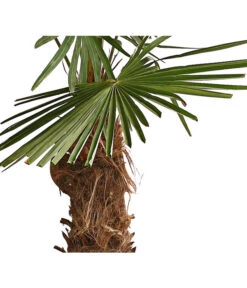 XXL Hanfpalme, Ca. 180-210 Cm -Garten Sinn Verkaufsgeschäft 8609158 WE DE 001 ChinesischeHanfpalmeTrachycarpusFortuneiT50DehnerExpressHerzig