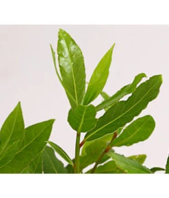 Echter Lorbeer -Garten Sinn Verkaufsgeschäft 8609943 PR DE 001 LaurusNobilisKuechenlorbeerLorbeerSaemlingT9DehnerExpressHerzig