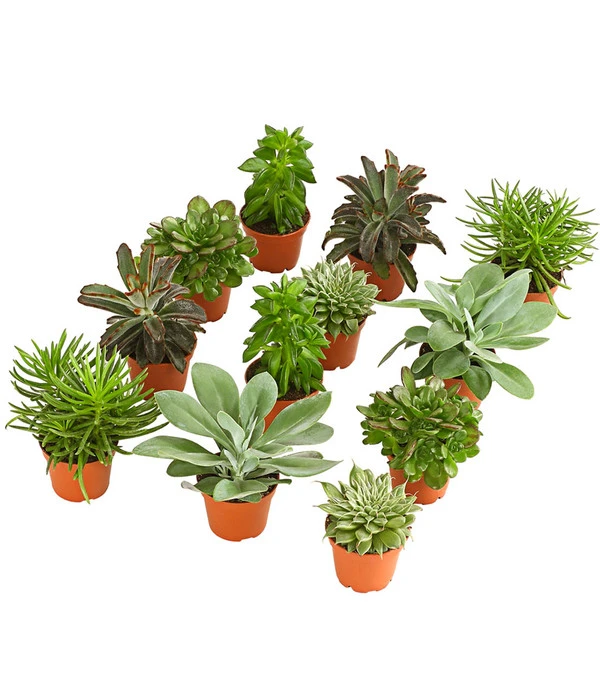 Sukkulenten, Verschiedene Sorten 1 Sukkulenten, Verschiedene Sorten