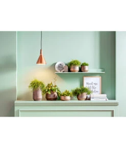 Korallenkaktus - Rhipsalis 'Red Coral' -Garten Sinn Verkaufsgeschäft 8611477 PR MO 001 Rhipsalis GC20