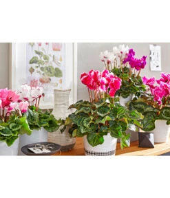 Alpenveilchen 'Victoria' -Garten Sinn Verkaufsgeschäft 8619488 8217911 WE MO 001 cycla sondersort