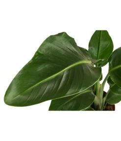 Baumstrelitzie - Strelitzia Nicolai 7 Baumstrelitzie - Strelitzia Nicolai -Garten Sinn Verkaufsgeschäft 8622763 WE DE 001 StrelitziaNicolaiT17DehnerExpressHerzig