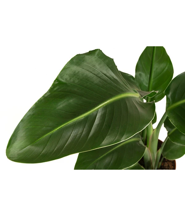 Baumstrelitzie - Strelitzia Nicolai 4 Baumstrelitzie - Strelitzia Nicolai – Bild 4