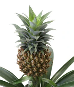 Ananaspflanze - Ananas Comosus, In Keramik -Garten Sinn Verkaufsgeschäft 8627978 WE DE 001 AnanaspflanzeInKeramik