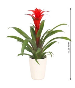 Guzmanie - Guzmania Calypso, In Keramik -Garten Sinn Verkaufsgeschäft 8628018 WE FS 003 GuzmaniaCalypsoInKeramik