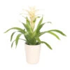 Guzmanie - Guzmania 'Deseo White', In Keramik