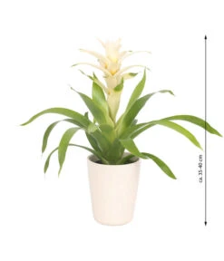Guzmanie - Guzmania 'Deseo White', In Keramik -Garten Sinn Verkaufsgeschäft 8628026 WE FS 003 GuzmaniaDeseoInKeramik