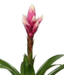 Bromelien-Set, 4-teilig 11 Bromelien-Set, 4-teilig -Garten Sinn Verkaufsgeschäft 8628042 WE DE 002 BromelienRoyal4Set